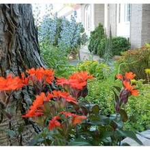 Fácil de Mantener: Semillas de Flor VESUVIUS CAMPION Red Orange Lychnis Arkwrightii Flytrap para Decoración de Patio y Jardín - Variante 1 - Ver 4
