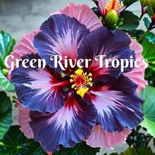 Semillas de hibisco, 500 piezas, 20 colores: azul, rosa, morado. Semillas de flores perennes, resistentes, para jardín, floración tropical, semillas frescas, arbusto, árbol. Vendedor de EE. UU. - Variante 1 - Ver 8