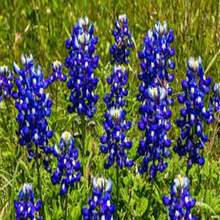 Outdoor Decor - SEED - View 5