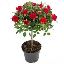 Fácil de Cultivar, Alta Tasa de Germinación, Rosa Cola de Fénix y Rosa de Flor Grande de Cuatro Estaciones - 100 - Ver 11