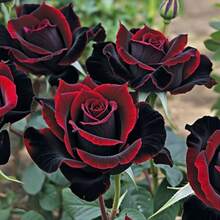 Decoración de Jardín al Aire Libre, 1 Paquete de Semillas de Rosa Mágica Negra, Simbolizando Misterio, Nobleza y Amor Único - 1 paquete - Ver 6