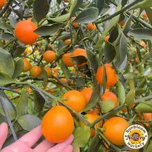 Kumquat Tree Seedling,Ideal For Patio, Garden, Yard & Potted Planting - One Healthy Seedling - View 5
