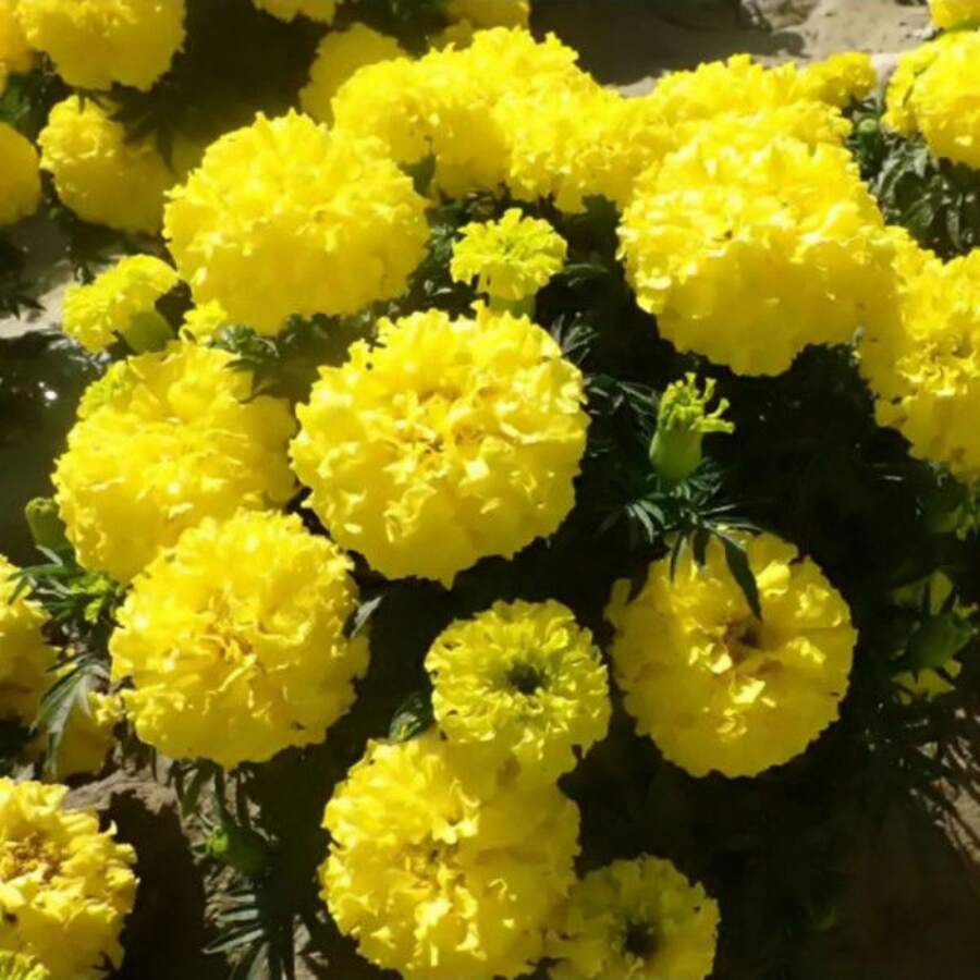 179 variedades genéticas no modificadas genéticamente de semillas de piña africana para plantación en interiores y exteriores, polinización abierta, fácil siembra de flores anuales y semillas para jardín. - 176 - Ver 1