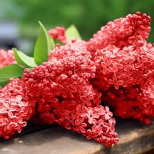 Semillas de lila roja rara para plantar, semillas de flor de lila francesa fragante Syringa, plantas de arbusto perennes, semillas de flores para jardín al aire libre - 25 - Ver 7
