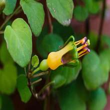 Outdoor Decor - 種子 - 查看 3
