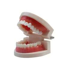 1pc Dental Oral Model, Clinic Patient Communication Display Dental Model, Dental Teeth Model - Multicolor - View 1