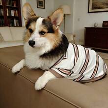 1件狗狗衣服，2026春秋新款柯基犬套装，宠物狗雪纳瑞吉娃娃小型/中型犬条纹透气柔软短袖卫衣，室内外皆宜，弹性吸汗，圆领简约百搭设计 - 白色 - 查看 4