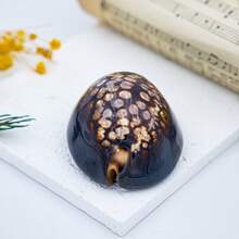 Natural Conch Shell, Turtle Shell, Treasure Snail Specimen, Snail Handle, Fish Tank, Landscape Decoration, Mediterranean Home Collection, Home Decoration, Home Decoration Fish Watermelon Snails, Natural Seashells, Conch Fish Tank, Landscape Design, And Creative Succulent Potted Plant Ornaments With Crab Breeding Shells For Shell Dwelling Fish - 1PC - View 1