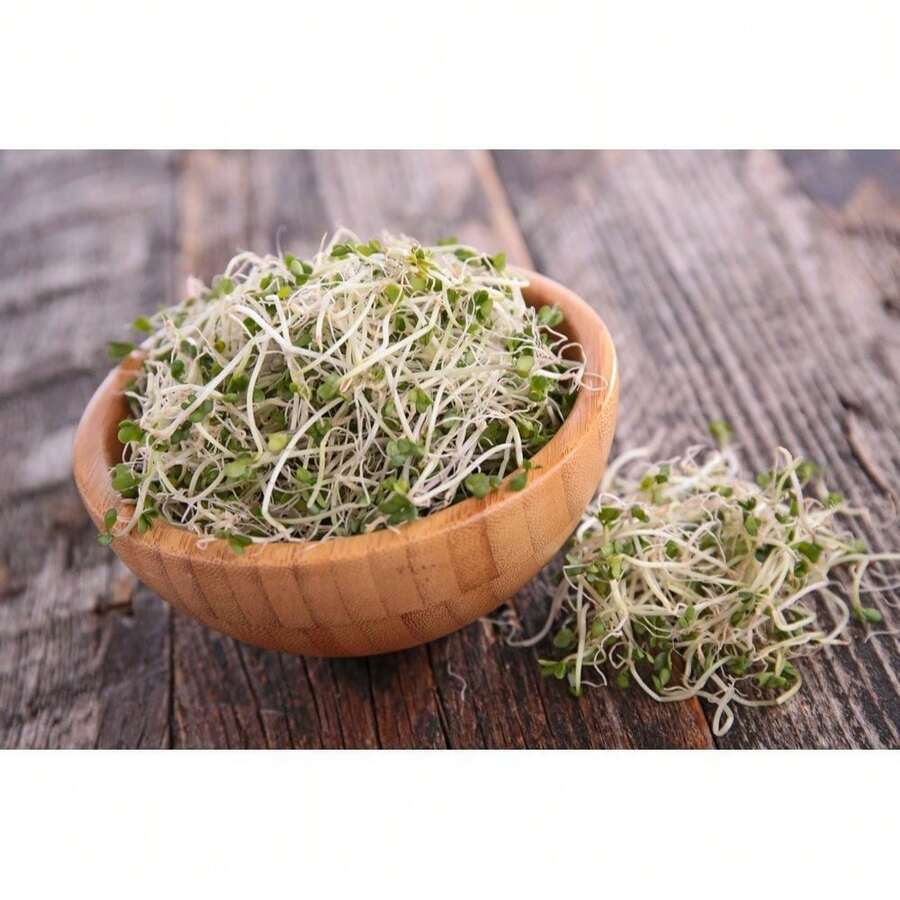 500g Of Broccoli Seed Sprouts, Healthy Microgreens - Uting Seeds Sprouts Microgreens Healthy Vegetables - View 1