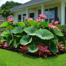 5 Semillas de Loto para Plantar en Interiores y Exteriores, Atrae Polinizadores, Planta Anual Ornamental, Germinación a Pleno Sol, Bonsái Acuático, Plantas para Hogar, Jardín y Estanque - 5 piezas (H003#3) - Ver 1