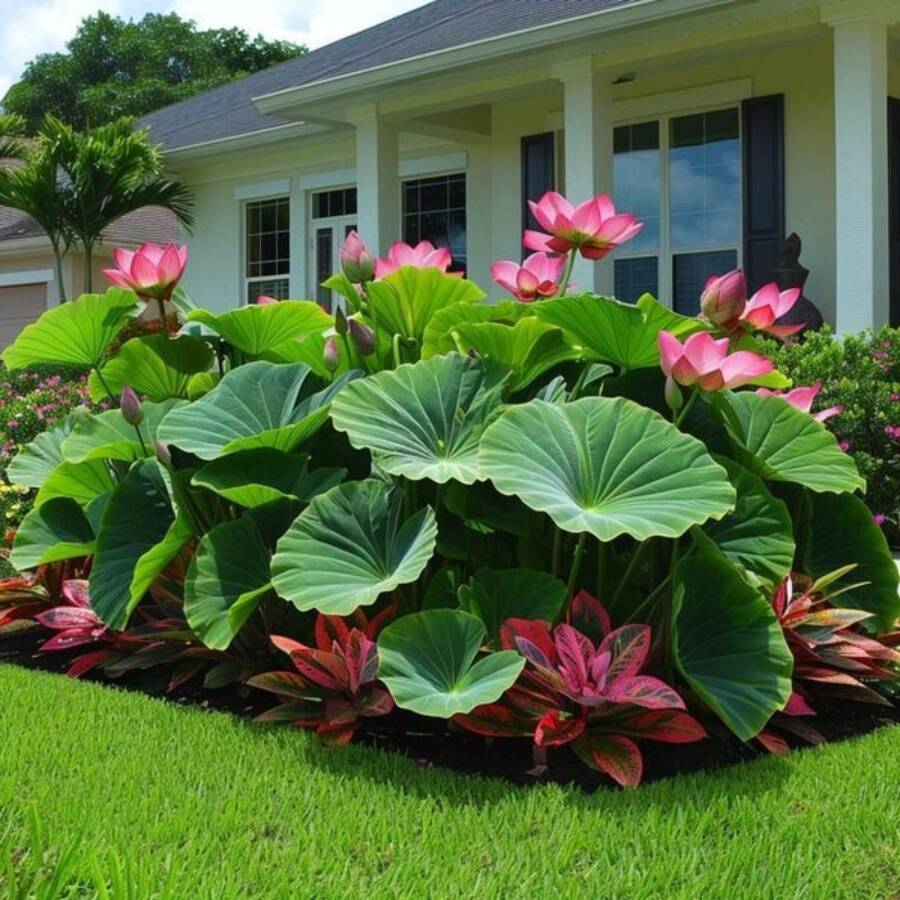 5 Semillas de Loto para Plantar en Interiores y Exteriores, Atrae Polinizadores, Planta Anual Ornamental, Germinación a Pleno Sol, Bonsái Acuático, Plantas para Hogar, Jardín y Estanque - 5 piezas (H003#3) - Ver 1