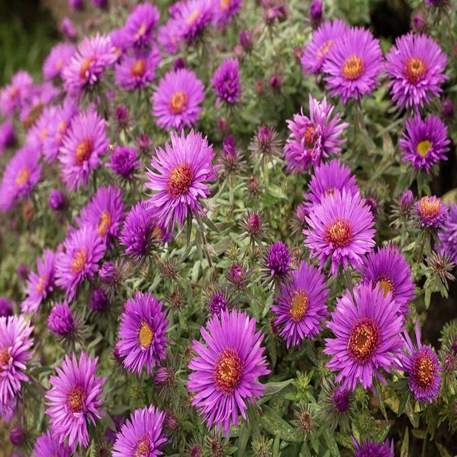 Outdoor Decor - เมล็ดพันธุ์ - ดู 1