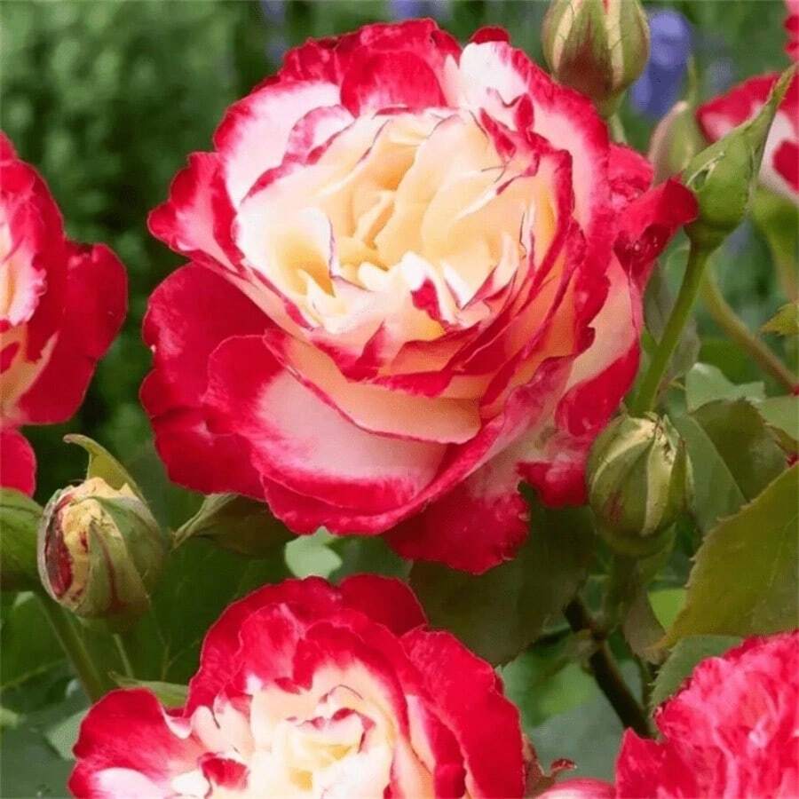 254 piezas de semillas de rosa té mixtas - Impresionantes flores rojas y blancas, perfectas para bordes de jardín y arreglos florales, con un período de floración de 2 años que requiere drenar la tierra. - 254 - Ver 1