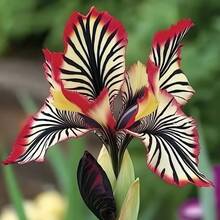 Paquete de aproximadamente 100 piezas de semillas de orquídea rayada para decoración de jardín, patio y balcón. - Modelo A2 con rayas rojas y blancas - Ver 2