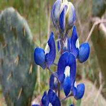 Outdoor Decor - SEED - View 3