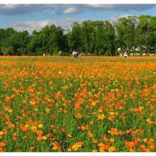 Semillas de Cosmos Sulphureus Anuales, Amigables con los Polinizadores y Resistentes a la Sequía, para Plantar con Flores Dobles Vibrantes para Paisajismo y Xeriscaping de Bajo Mantenimiento, Cultivadas en Jardín, No Transgénicas, Atraen Polinizadores - 50 piezas - Ver 1
