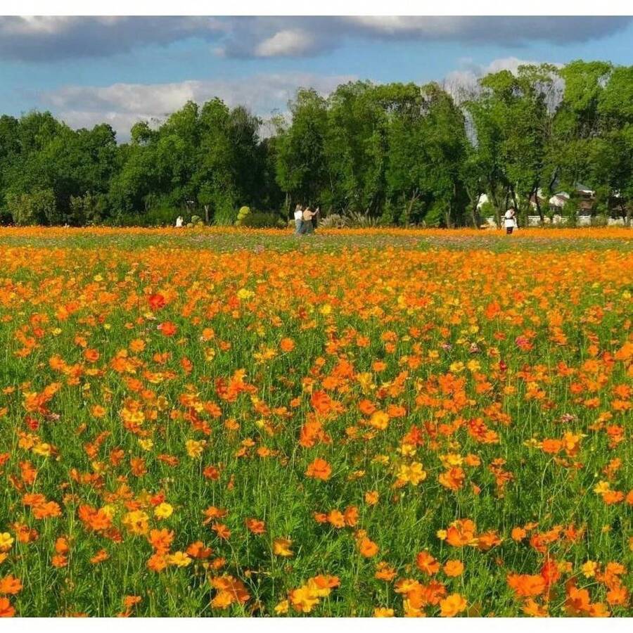 Semillas de Cosmos Sulphureus Anuales, Amigables con los Polinizadores y Resistentes a la Sequía, para Plantar con Flores Dobles Vibrantes para Paisajismo y Xeriscaping de Bajo Mantenimiento, Cultivadas en Jardín, No Transgénicas, Atraen Polinizadores - 50 piezas - Ver 1