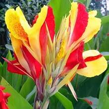 10 Semillas de Lirio Canna Perenne, Resistente a la Sequía, Planta Bonsái para Sol Completo, Hermosas Flores de Jardín, Decoración del Hogar, Fácil Cuidado, Crecimiento Rápido - 10 unidades (M013#1) - Ver 5