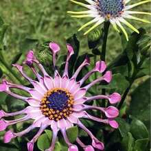 Más de 100 Semillas de Flores Coloridas de Margarita Azul Rara para Plantas de Jardín.Semillas de margarita africana azul-púrpura rara para plantar - Azul - B - Ver 11
