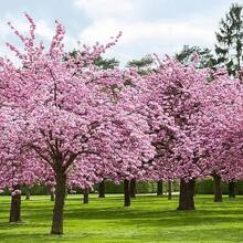 20 Japanese Cherry Blossom Seeds - 20pcs - 查看 8