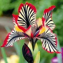 Paquete de aproximadamente 100 piezas de semillas de orquídea rayada para decoración de jardín, patio y balcón. - Modelo A2 con rayas rojas y blancas - Ver 1