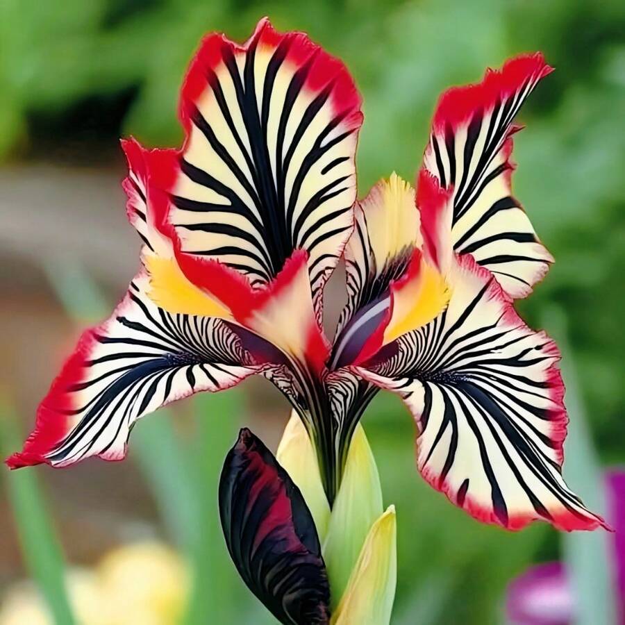 Paquete de aproximadamente 100 piezas de semillas de orquídea rayada para decoración de jardín, patio y balcón. - Modelo A2 con rayas rojas y blancas - Ver 1
