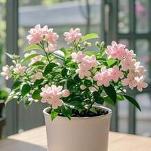 626 Jasmine Seeds Horticultural Set - 626 - View 3
