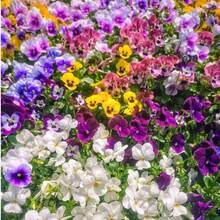 436 Semillas de Flores de Acianos – Flores Brillantes y Resistentes, Ideales para Jardines de Primavera y Otoño – Perfectas para Plantas en Macetas y Embellecimiento de Paisajes - 436 - Ver 3