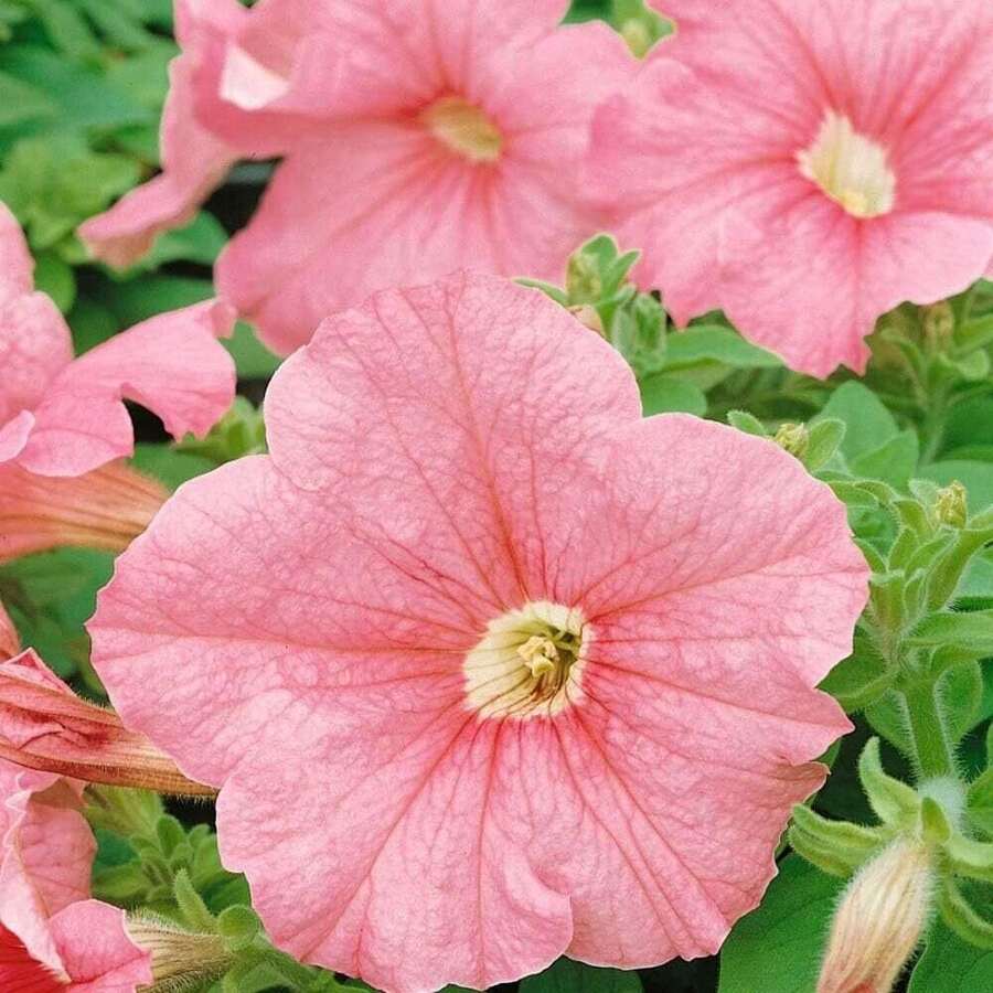 Productos Populares: Semillas de Ipomoea Anual de Alta Tasa de Germinación y Flores Rojo Anaranjadas, Aptas para Plantar - 89 piezas - Ver 1
