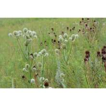 Semillas de Regalo 500 Piezas Rattlesnake Master, Eryngium yuccifolium, Planta Nativa de Raíz Desnuda - 3 RAÍCES MEDIANAS - Ver 4