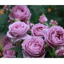 Outdoor Decor - 100seeds/Pack - View 3