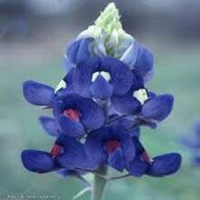 Outdoor Decor - SEED - View 4