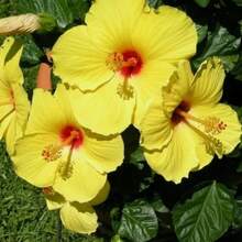 772 Semillas de Flores de Alta Tasa de Germinación - Semillas de Flores Perennes de Hibisco, Paquete Grande de Semillas de Flores - 772 - Ver 2