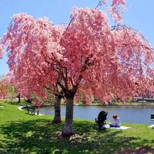 Japanese Weeping Cherry 20 Heirloom - 20 - View 2