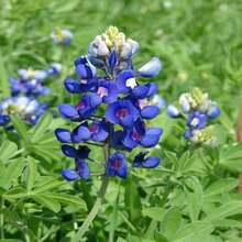 Outdoor Decor - SEED - View 6