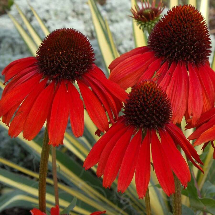 254 Semillas de Flor de Cuerno Rojo - Semillas de Jardín Resistentes al Frío, Adecuadas para Plantar al Aire Libre - 254 - Ver 1