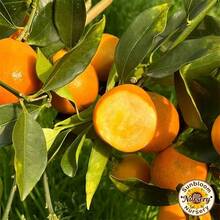 Kumquat Tree Seedling,Ideal For Patio, Garden, Yard & Potted Planting - One Healthy Seedling - View 3