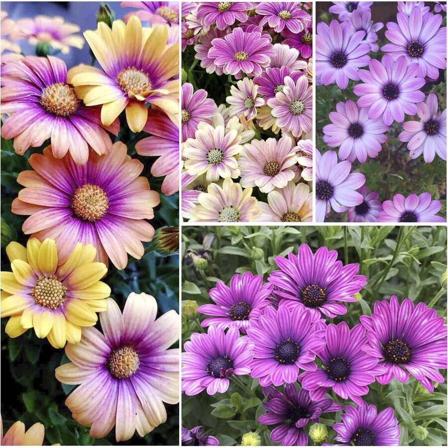 Semillas de caléndula de alta germinación, ideales para flores perennes de exterior, cobertura de suelo, césped trepador, plantas de interior y exterior, plantación floral, horticultura y como regalo para entusiastas de las plantas. - 100 piezas/semillas - Ver 1