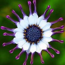 Más de 100 Semillas de Flores Coloridas de Margarita Azul Rara para Plantas de Jardín.Semillas de margarita africana azul-púrpura rara para plantar - Azul - B - Ver 5