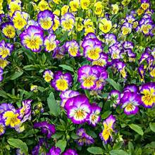 436 Semillas de Flores de Acianos – Flores Brillantes y Resistentes, Ideales para Jardines de Primavera y Otoño – Perfectas para Plantas en Macetas y Embellecimiento de Paisajes - 436 - Ver 2