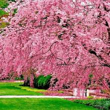 20 Japanese Cherry Blossom Seeds - 20pcs - 查看 1