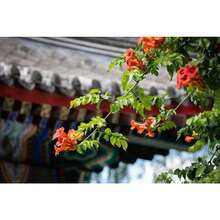 Más de 100 semillas de Campsis radicans (trompeta de la selva) - semillas - Ver 2