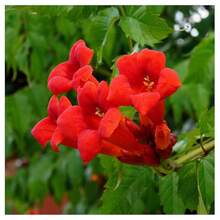 Más de 100 Semillas de Planta de Colibrí Trompetero - Semillas de Colibrí Trompetero No-OGM, Semillas de Flores Auténticas - 100 - Ver 4