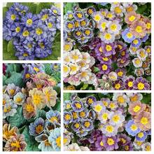Más de 500 Semillas Mixtas de Flores Perennes Gloxinia Brocade para Plantar - 500 - Ver 1