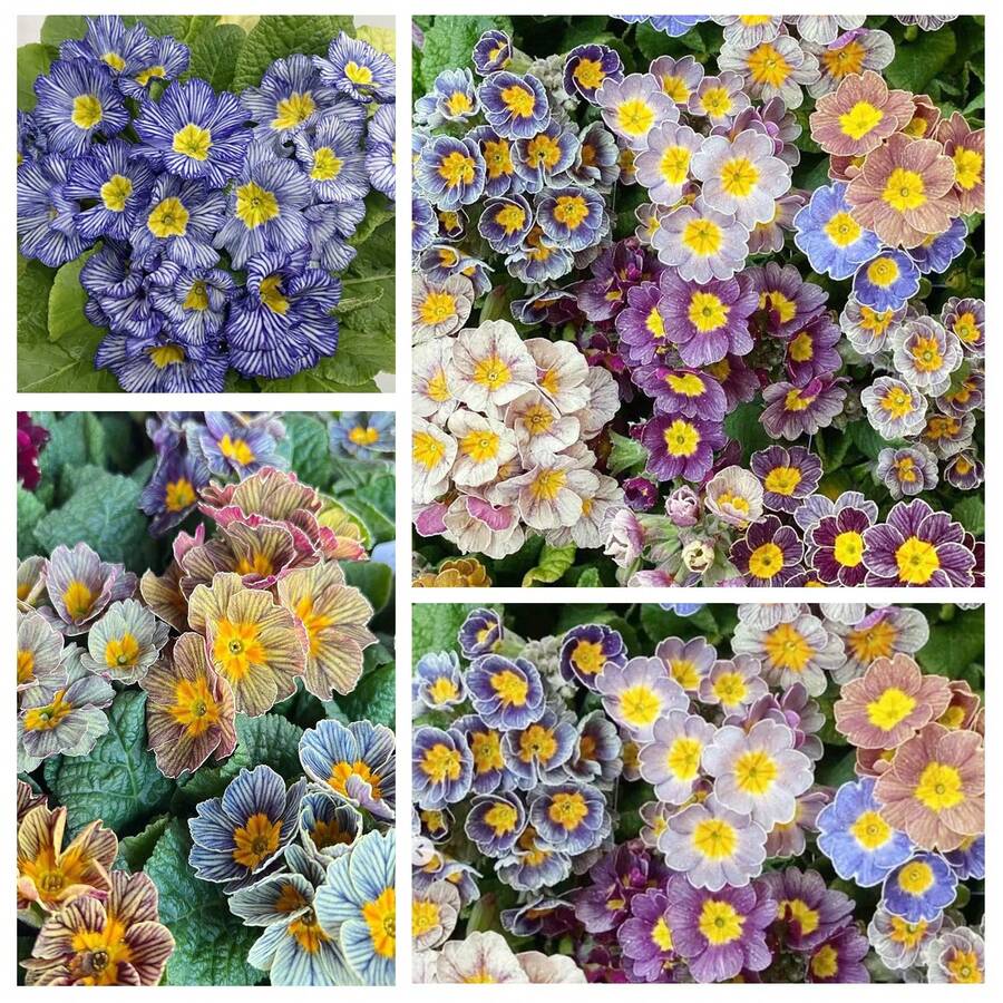 Más de 500 Semillas Mixtas de Flores Perennes Gloxinia Brocade para Plantar - 500 - Ver 1