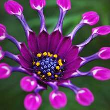 Más de 100 Semillas de Flores Coloridas de Margarita Azul Rara para Plantas de Jardín.Semillas de margarita africana azul-púrpura rara para plantar - Azul - B - Ver 2