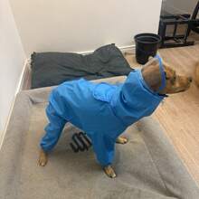 防水分體式狗狗雨衣，4腿可調式寵物雨具，反光連帽雨夾克，適合小型與中型犬、幼犬，雨天戶外散步使用 - 藍色 - 查看 9