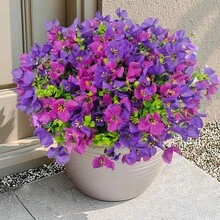 126 bông hoa = 6 bó lớn hoa bạch đàn nhân tạo tươi sáng cho ngày Valentine | Hoa giả mô phỏng đa sắc, màu sắc pha trộn tươi sáng, trang trí treo bằng nhựa chất lượng cao, hộp hoa ban công sân thượng, trang trí đám cưới và sự kiện - 5 màu tím đỏ - Xem 1