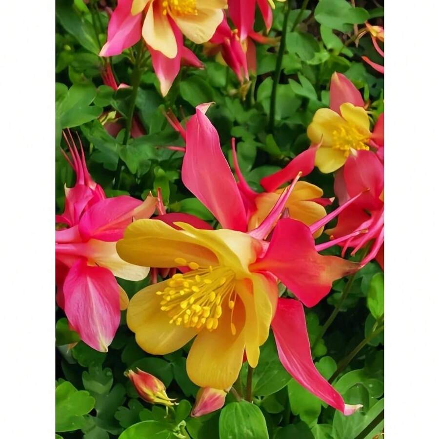 1000 COLUMBINE SEEDLINGS - COLUMBINE SEEDS 1000 - View 1