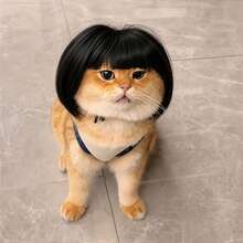 Wig Tenun untuk Hewan Peliharaan dengan Potongan Rambut Gaya Bob untuk Anjing - Wig Olahraga Jaring Elastis Unisex-Dewasa, 100% Serat Suhu Normal, Aksesori Gaya Rambut Kepang Lucu untuk Semua Acara dan Berbagai Perayaan Hari Raya - Hitam - View 6